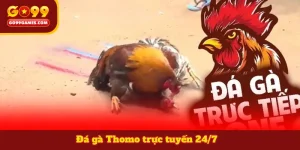 Đá gà Thomo trực tuyến 24/7