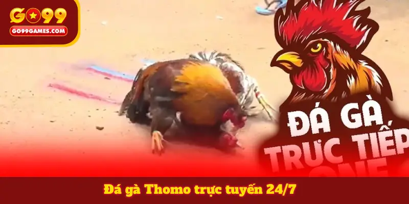 Đá gà Thomo trực tuyến 24/7