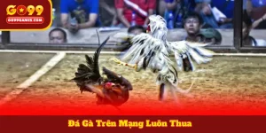 Đá Gà Trên Mạng Luôn Thua