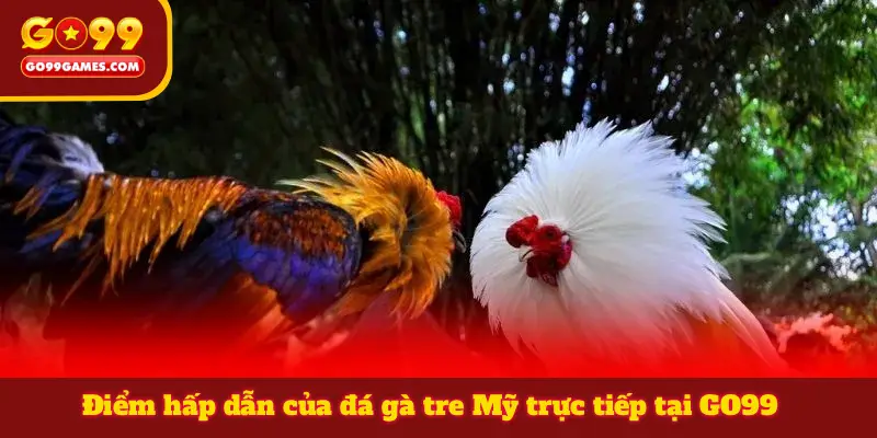 Điểm hấp dẫn của đá gà tre Mỹ trực tiếp tại GO99
