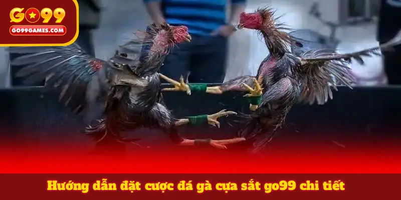 Hướng dẫn đặt cược đá gà cựa sắt go99 chi tiết