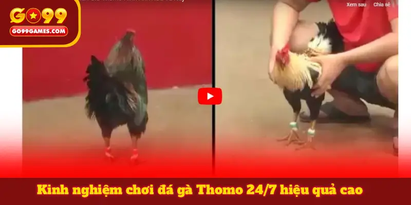 Kinh nghiệm chơi đá gà Thomo 24/7 hiệu quả cao