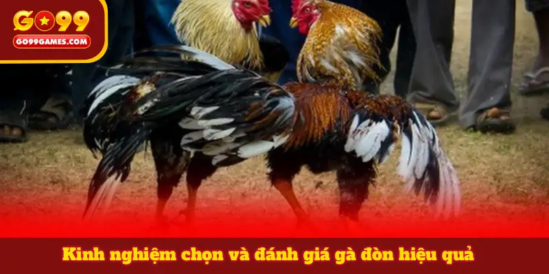 Kinh nghiệm chọn và đánh giá gà đòn hiệu quả