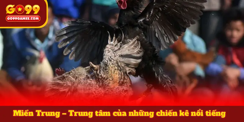 Miền Trung – Trung tâm của những chiến kê nổi tiếng