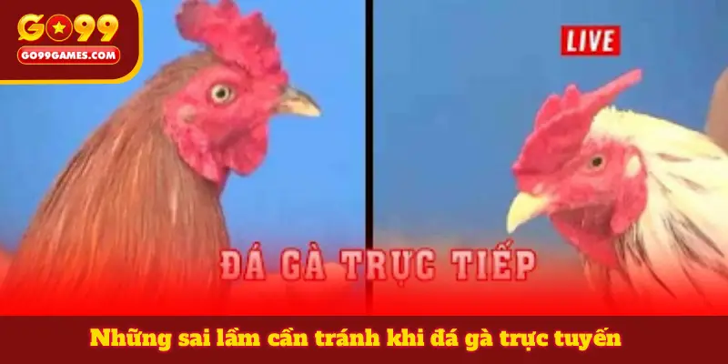 Những sai lầm cần tránh khi đá gà trực tuyến