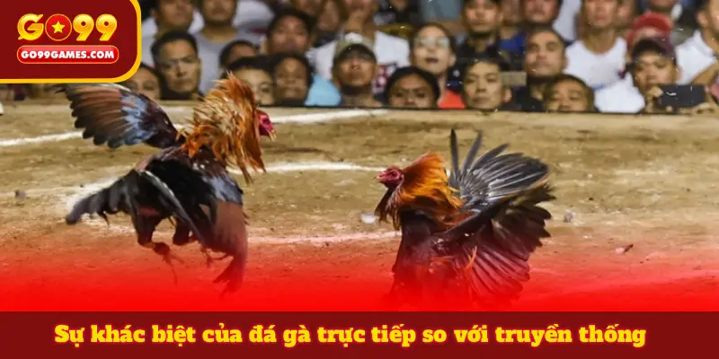 Sự khác biệt của đá gà trực tiếp so với truyền thống