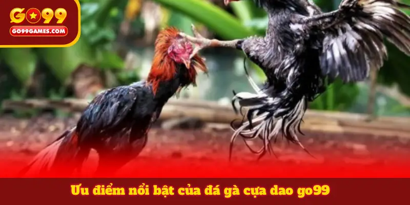 Ưu điểm nổi bật của đá gà cựa dao go99