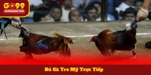 Xem Đá Gà Tre Mỹ Trực Tiếp